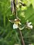 Epipactis palustris - Richard Fay