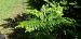 Pteridium aquilinum © Michele Cento