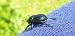 Trypocopris vernalis  - Michele Cento