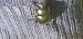 Trypocopris vernalis  - Michele Cento