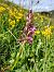 Dactylorhiza majalis (Orchis de mai) © Alain Falvard