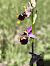 Ophrys fuciflora subsp. souchei  - Richard Fay