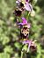 Ophrys fuciflora subsp. souchei  - Richard Fay