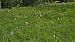 Dactylorhiza maculata  - Romain Riols