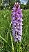 Dactylorhiza maculata (Orchis tacheté) © Romain Riols