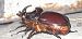 Oryctes nasicornis  - Michele Cento