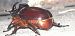 Oryctes nasicornis  - Michele Cento
