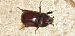 Oryctes nasicornis  - Michele Cento
