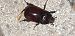 Oryctes nasicornis © Michele Cento