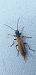 Oedemera simplex  - Michele Cento