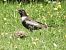 Merlo dal collare (Turdus torquatus) © Massimo Tassinari