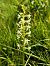 Platanthera bifolia (Platanthère à deux feuilles) © Corentin Morvan