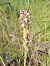 Anacamptis coriophora subsp. fragrans © Nicola Larroux