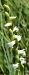Spiranthes aestivalis (Spiranthe d'été) © auteur non diffusé