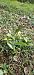 Epipactis sp.  - Michel Robin
