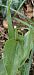 Epipactis sp. © Michel Robin