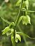 Epipactis muelleri  - Richard Fay