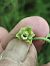 Epipactis muelleri  - Richard Fay