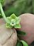 Epipactis muelleri (Épipactis de Mueller) © Richard Fay