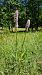 Dactylorhiza maculata  - Bruno Souny