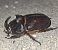 Oryctes nasicornis © Antoni Mariné Sanz