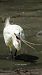 Martinet blanc (Egretta garzetta) © Jose Molis