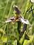 Ophrys apifera var. curviflora  - Alain Fourmann