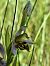 Ophrys apifera var. curviflora  - Alain Fourmann