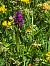 Dactylorhiza alpestris (Orchis des Alpes) © Cécile Soudry You