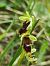 Ophrys aymoninii  - Christian Fleury