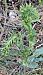 Epipactis distans © hidden author