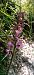 Gymnadenia odoratissima  - Bruno Veillet