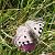 Apol·lo (Parnassius apollo) © Andreu Canut i Font