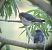 Rondine (Hirundo rustica) © Davide Aldi