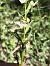 Platanthera chlorantha © Richard Fay