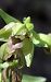 Epipactis muelleri 