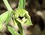 Epipactis muelleri 