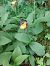 Cypripedium calceolus  - Bernard Sonnerat