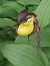 Cypripedium calceolus  - Bernard Sonnerat