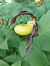 Cypripedium calceolus  - Bernard Sonnerat