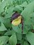 Cypripedium calceolus  - Bernard Sonnerat