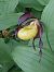Cypripedium calceolus  - Bernard Sonnerat