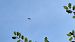 Poiana (Buteo buteo) © Renato Cottalasso