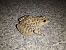 Rana dei Balcani / ridibonda (Pelophylax kurtmuelleri / ridibundus) © Enrico Carta