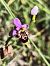 Ophrys santonica © Richard Fay