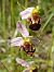 Ophrys apifera var. curviflora  - Bernard Sonnerat