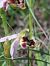 Ophrys apifera var. curviflora  - Bernard Sonnerat
