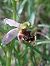 Ophrys apifera var. curviflora  - Bernard Sonnerat