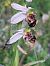 Ophrys apifera var. curviflora  - Bernard Sonnerat