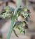Epipactis microphylla © hidden author